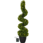 DECORATIVE TREE BUXBOM