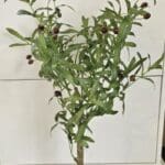 Oliventræ í potti , h 85cm